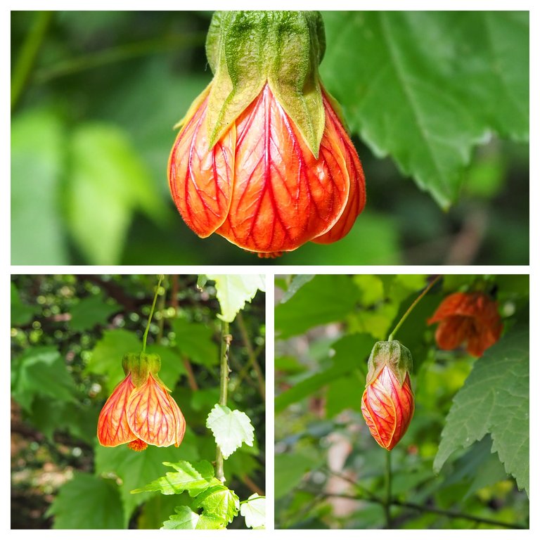 P9100049-COLLAGE.jpg