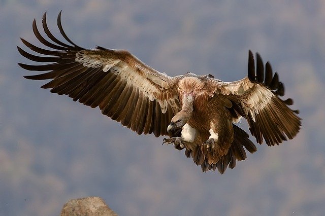 vulture1209813_640.jpg