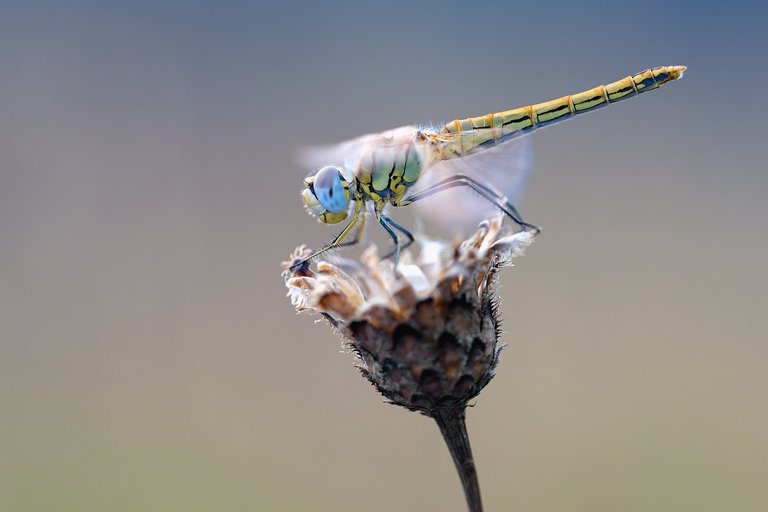 early-heath-dragonfly-2186186_1280.jpg
