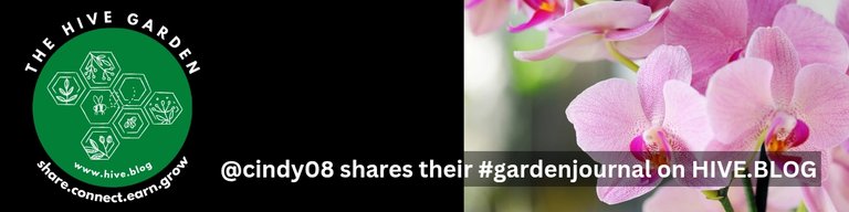 #hivegarden_20250311_065313_0000.jpg