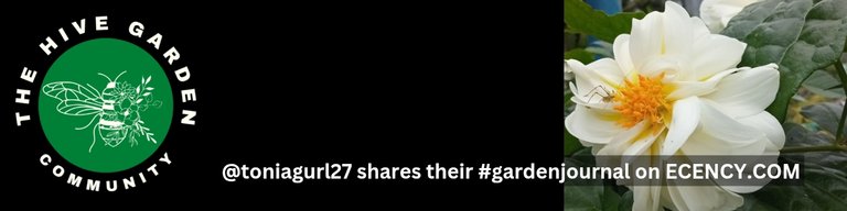 #hivegarden_20250311_064912_0000.jpg