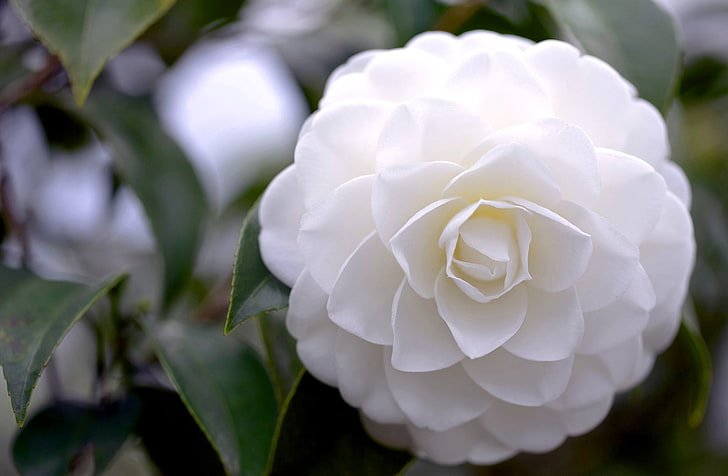 flower-petals-white-camellia-wallpaper-preview.jpg