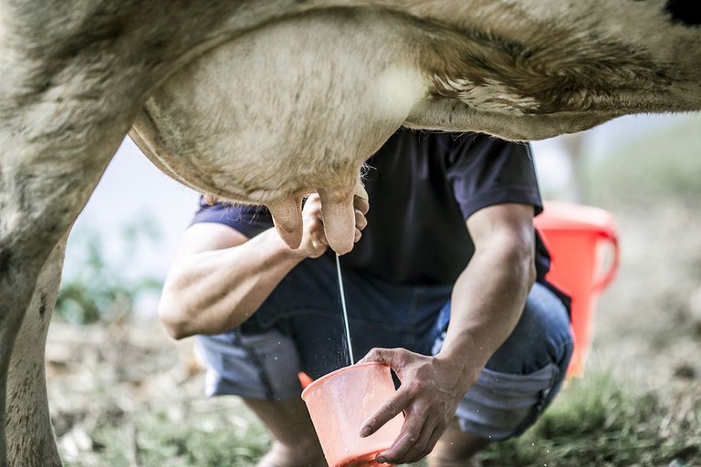 farmer-milking-a-cow.jpg