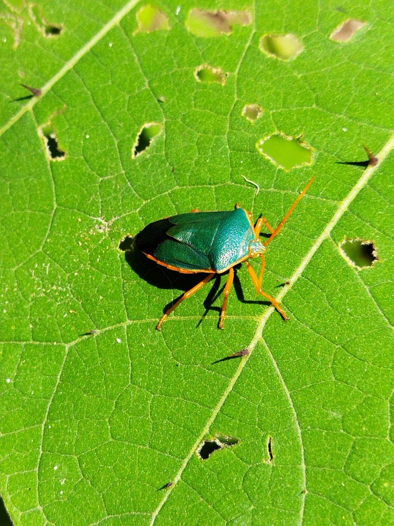 Atrapando insectos con mi cámara 📷  🐞🦗🐛 / Catching insects with my camera 📷🐞🦗🐛 