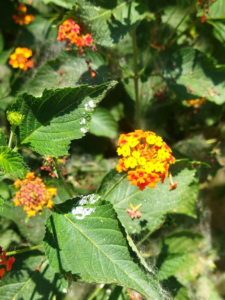 IMG_20250422_163144.jpg