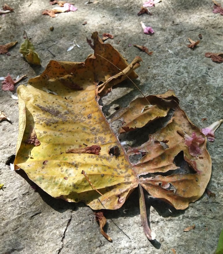 IMG_20250613_215340.jpg