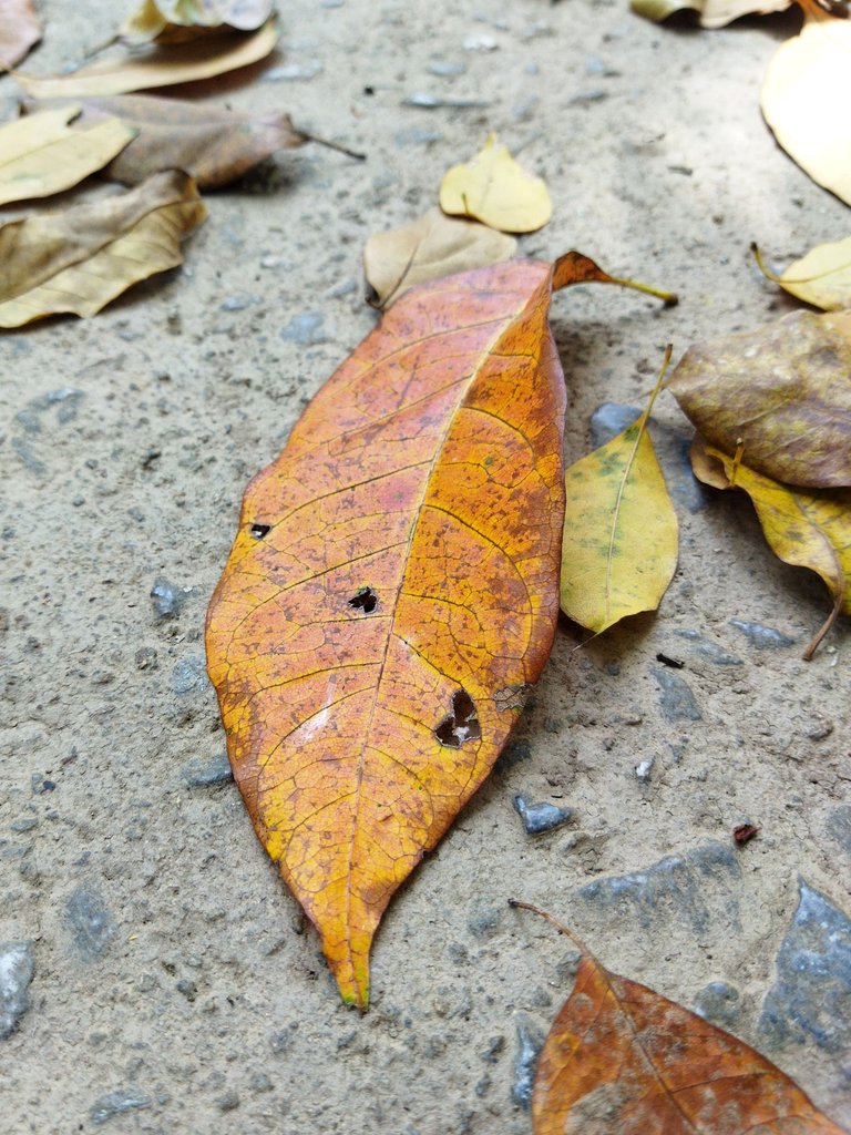 IMG_20250609_152530.jpg