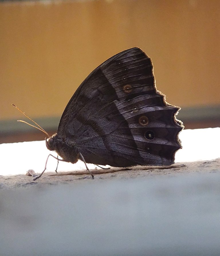 IMG_20250505_175546.jpg