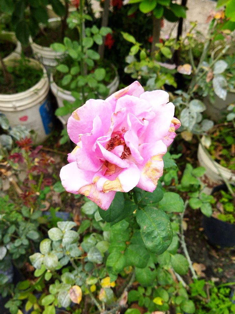 IMG_20230711_220421.jpg