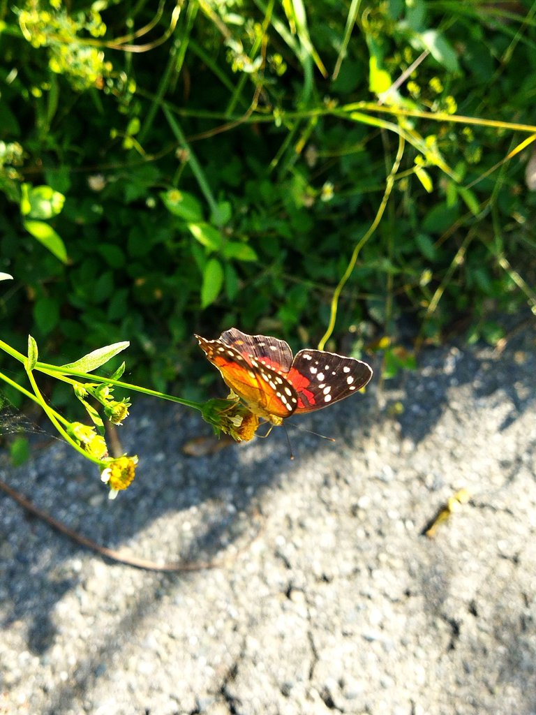 IMG_20250728_161748.jpg