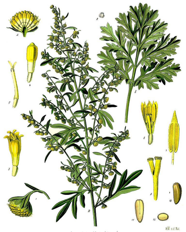 1200px-Artemisia_absinthium_-_Köhler–s_Medizinal-Pflanzen-164.jpg