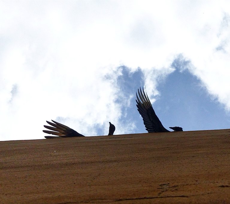 Bajo las alas de los zamuros (buitres) / Under the wings of vultures 