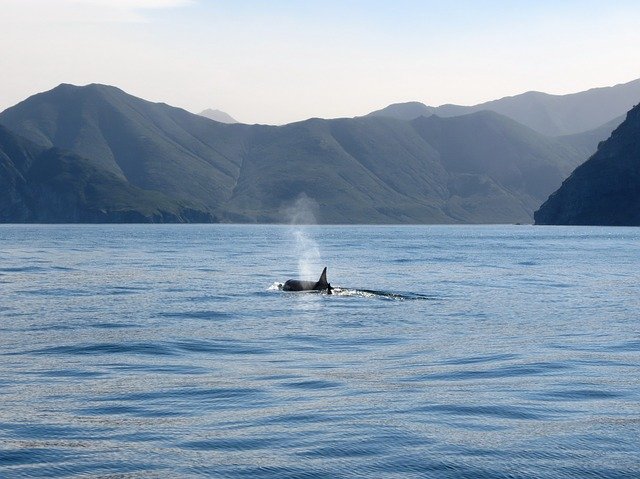 orcas-2527864_640.jpg