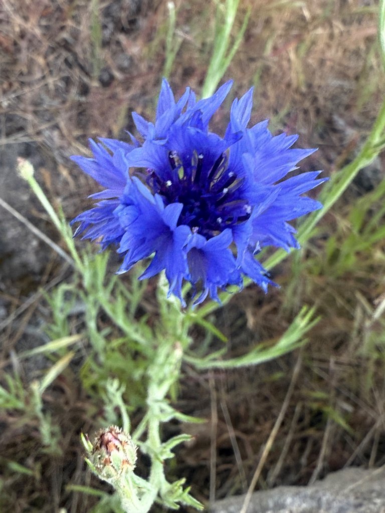 IMG_5469.jpeg