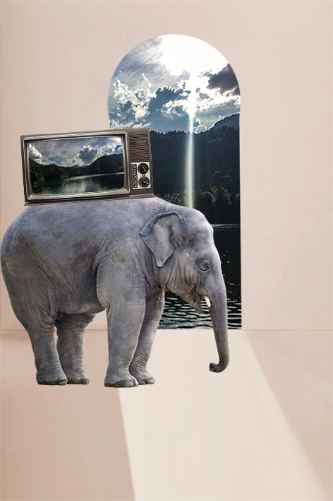 elephant in the room2.jpg