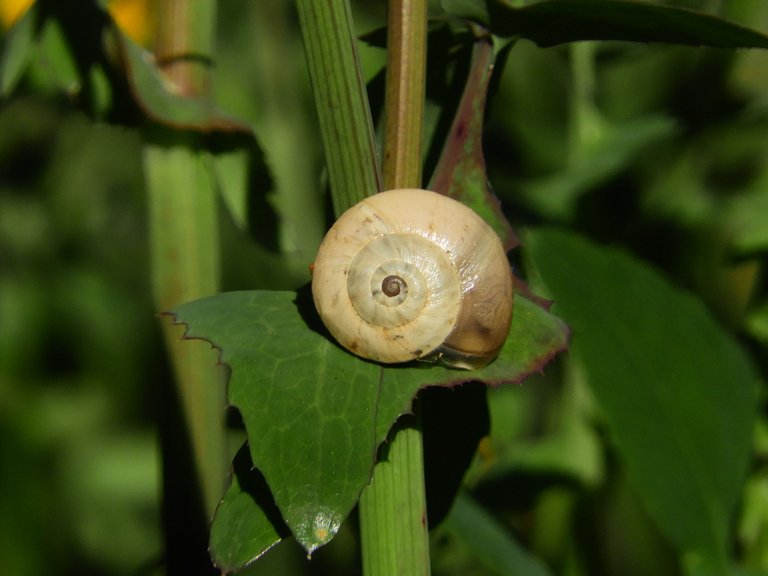 RSCN3547.JPG