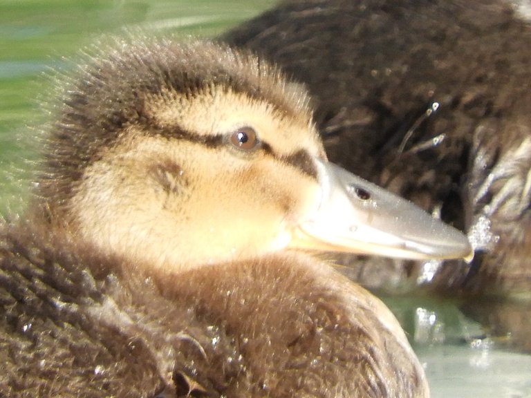 RSCN3627.JPG