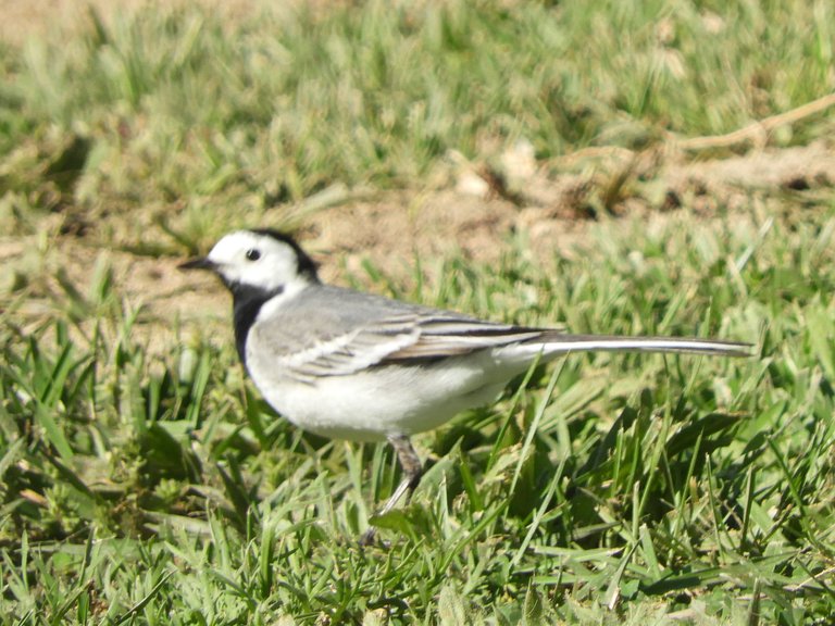 RSCN3567.JPG