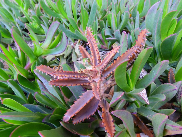 DSCN3137.JPG