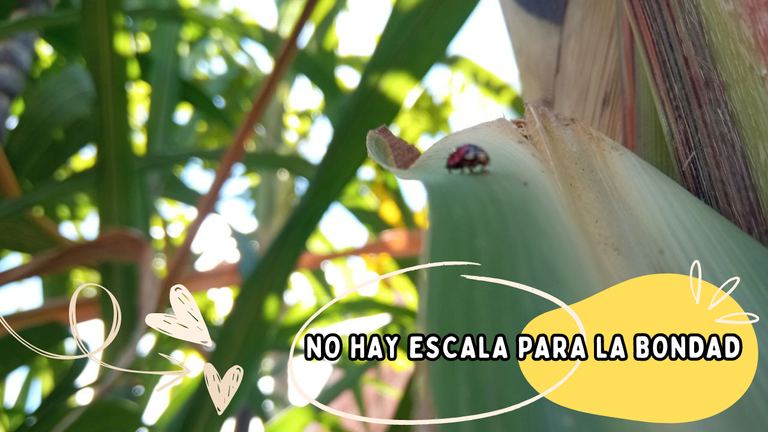 Actúa, cree y brilla.png