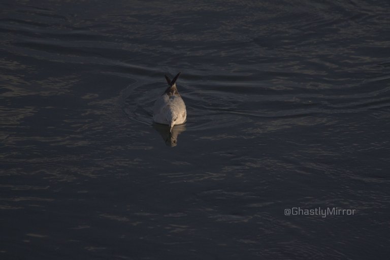 Black head Gull Fishing.jpg