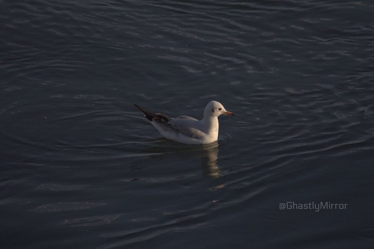 Black Head Gull Swimming.jpg