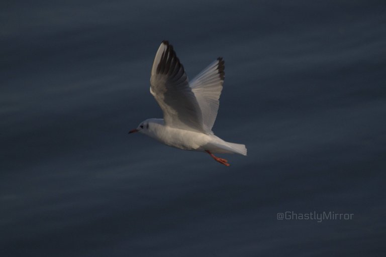 Black Headed Seagull (1).jpg