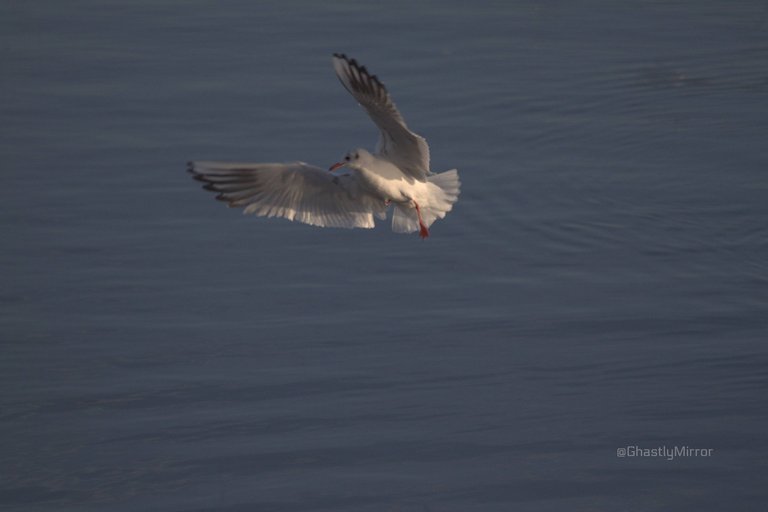 Black Head Gull 1.jpg