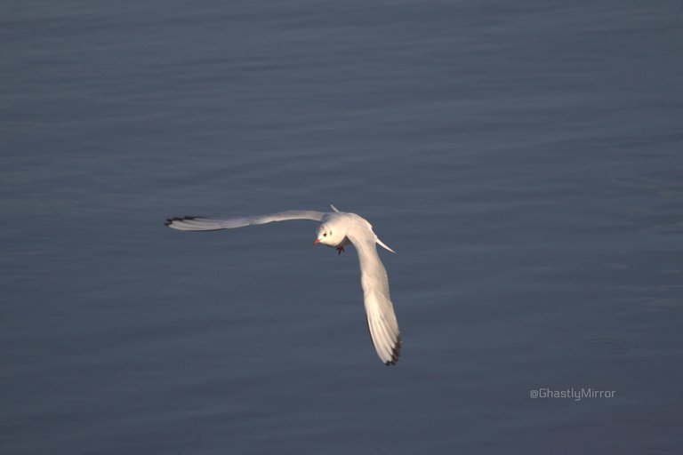 Black Headed Gull.jpg