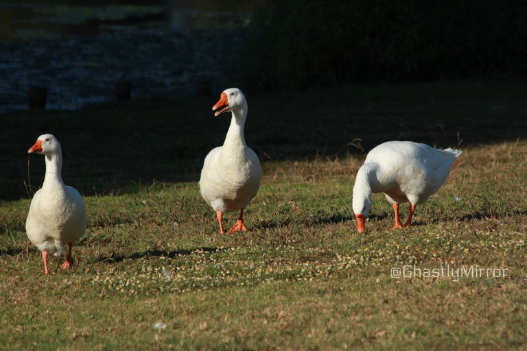 White Geese 2.jpg