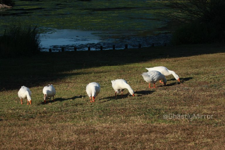 Four White Geese.jpg