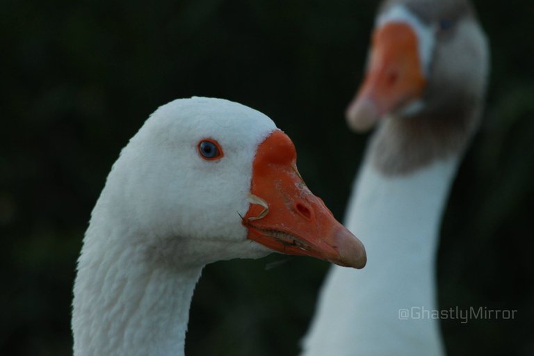 White Goose Head.jpg