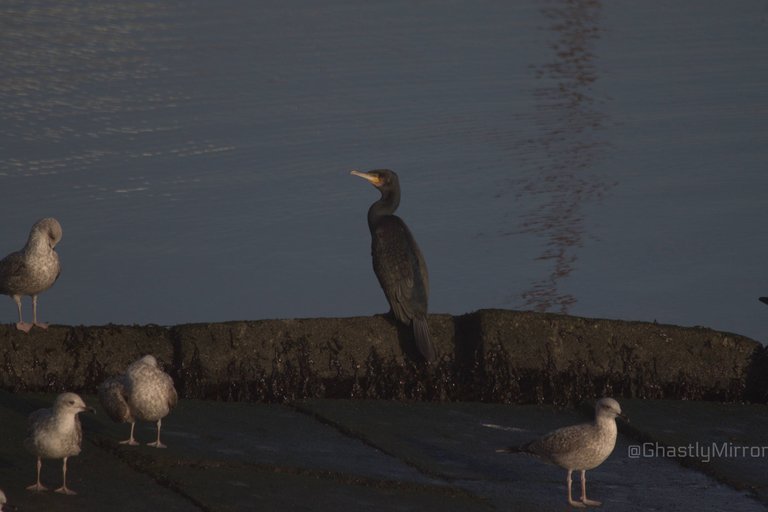 Sing Black Cormorant.jpg