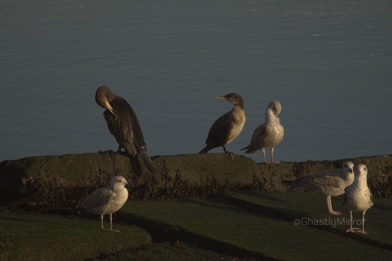 Preening Cormorant.jpg