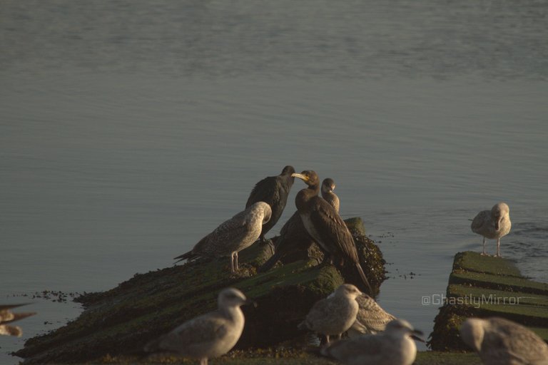 Cormorant Standing.jpg