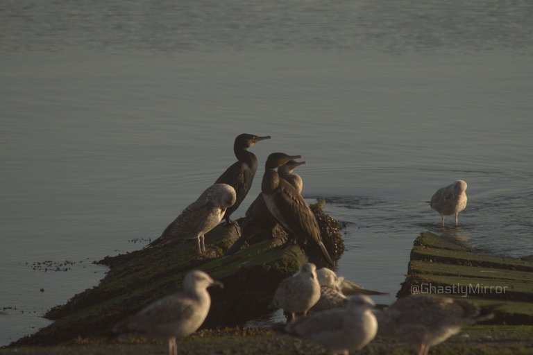 Cormorant Looking in the same direction.jpg