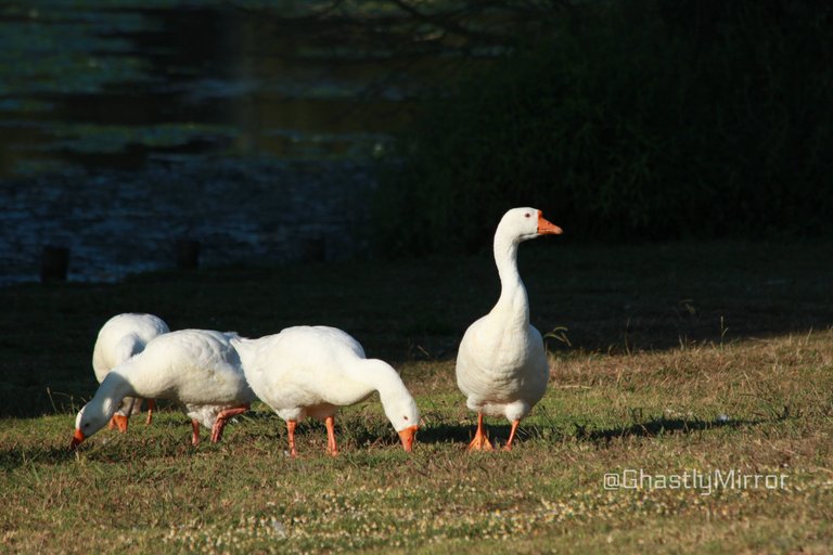 Goose Honk.jpg