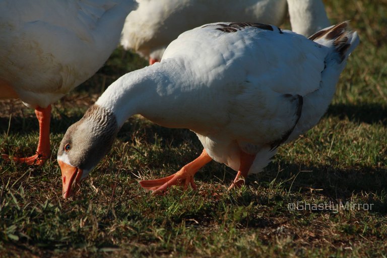 White And Grey Goose.jpg