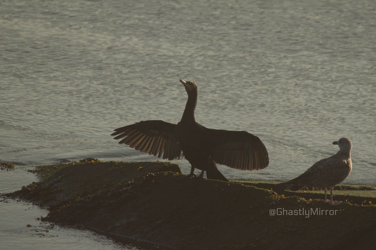 Black Cormorant With Open Wings.jpg