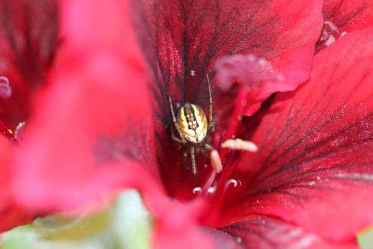 Cricket-Orb Weaver Spider.JPG