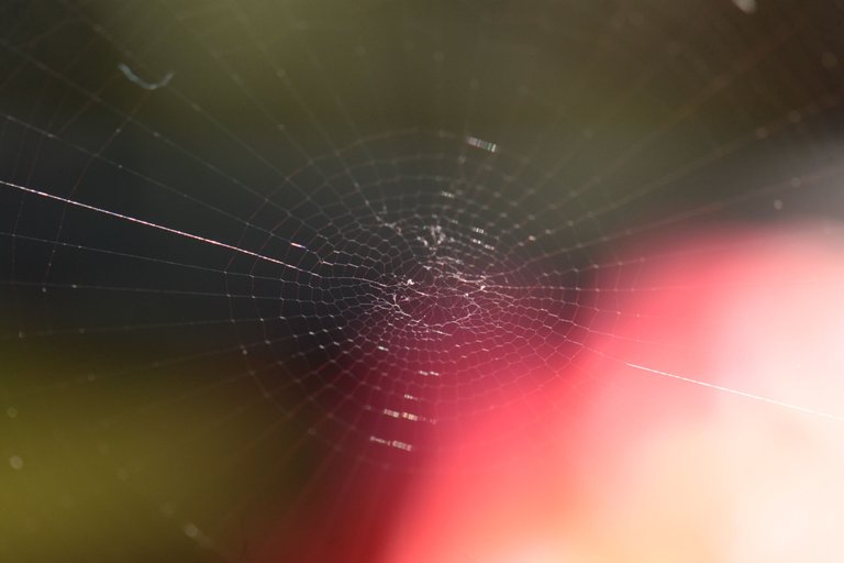 Spider Web center.JPG