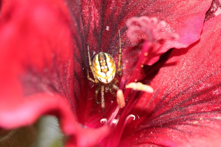 Cricketbat orbweaver spider.JPG