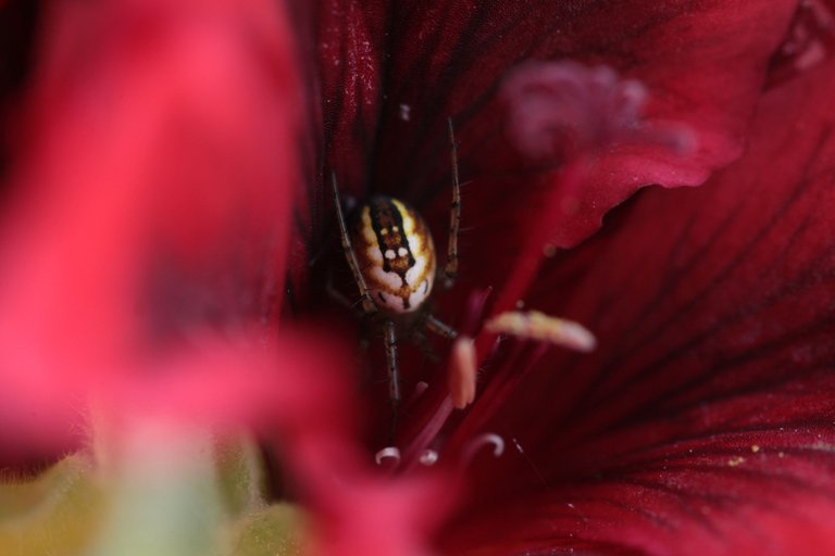 Cricket-bat orbweaver spider.JPG