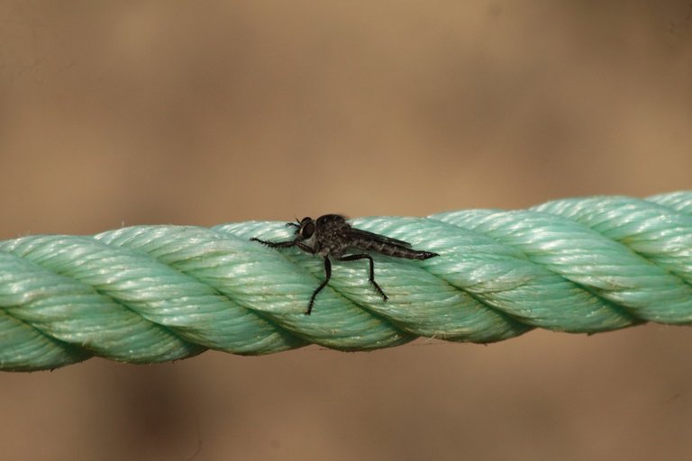 Robber Fly Converted.jpg