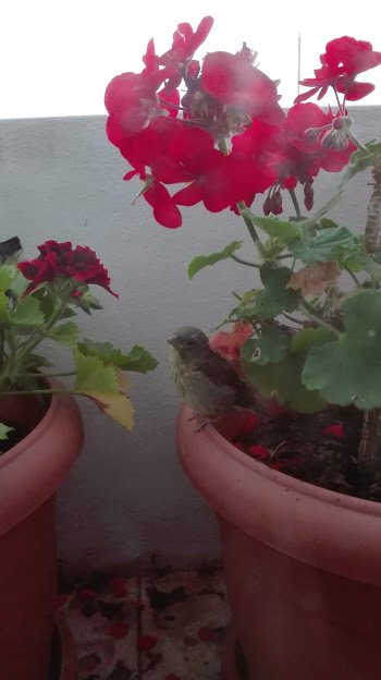 bird2.jpg