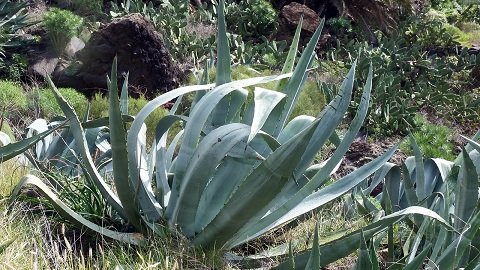 AGAVE.jpg