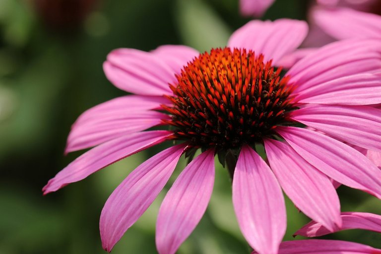 ECHINACEA.jpg