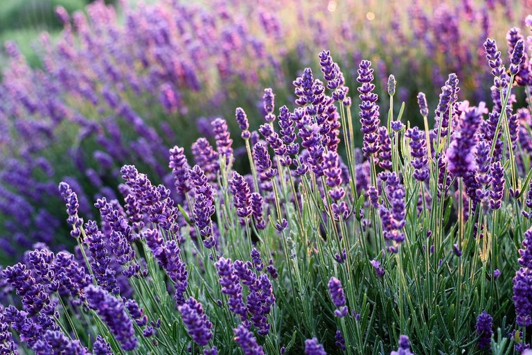 LAVANDA.jpg