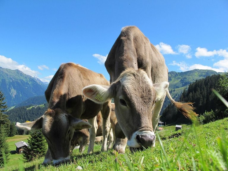 cows-203460_1280.jpg