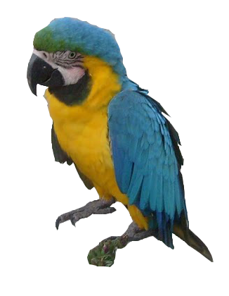 guacamaya.png